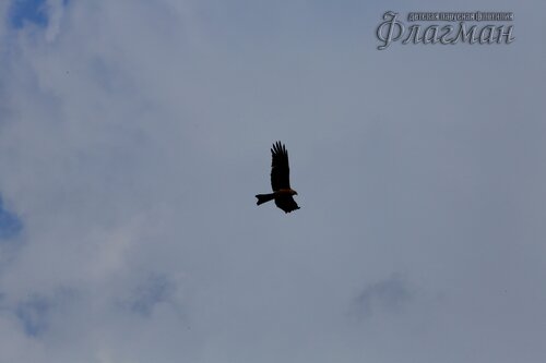 YE1A6071_r